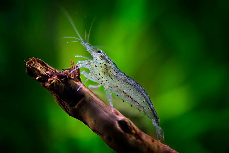 અમાનો શ્રિમ્પ (Caridina multidentata)
