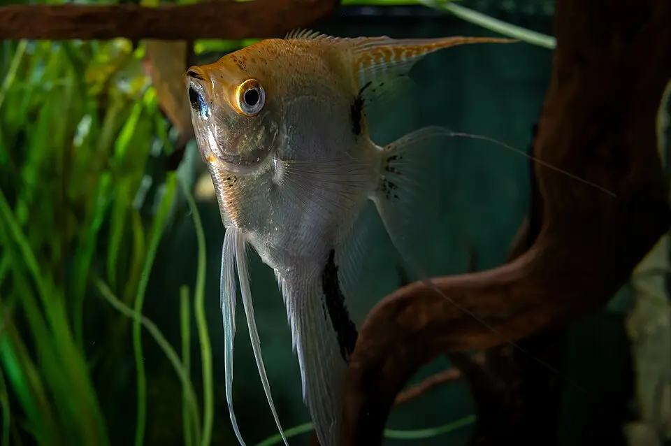 એન્જલફિશ (Pterophyllum scalare)