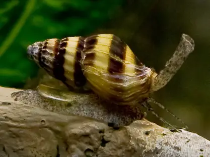 અસેસિન સ્નેઇલ (Anentome helena)