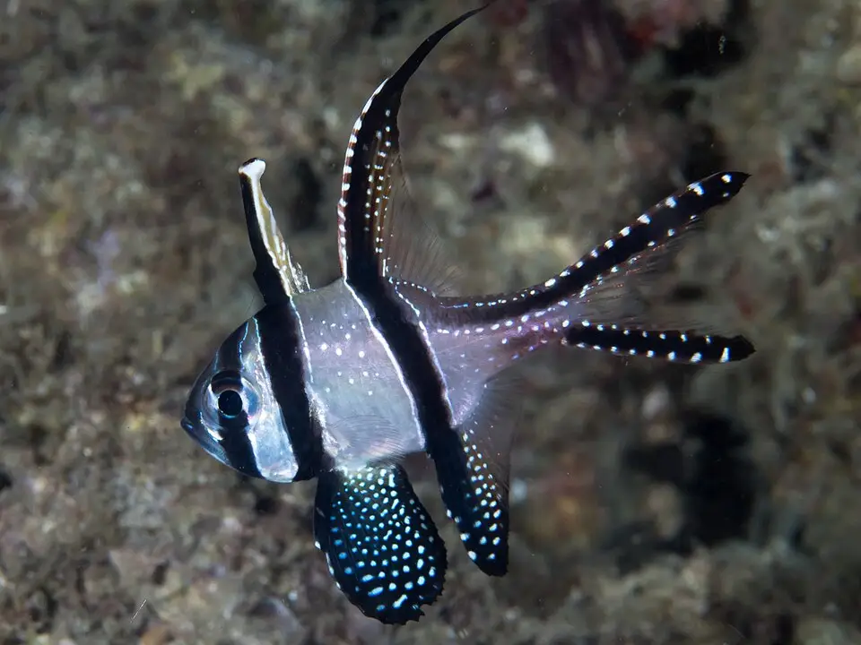 બાંગાઈ કાર્ડિનલફિશ (Pterapogon kauderni)