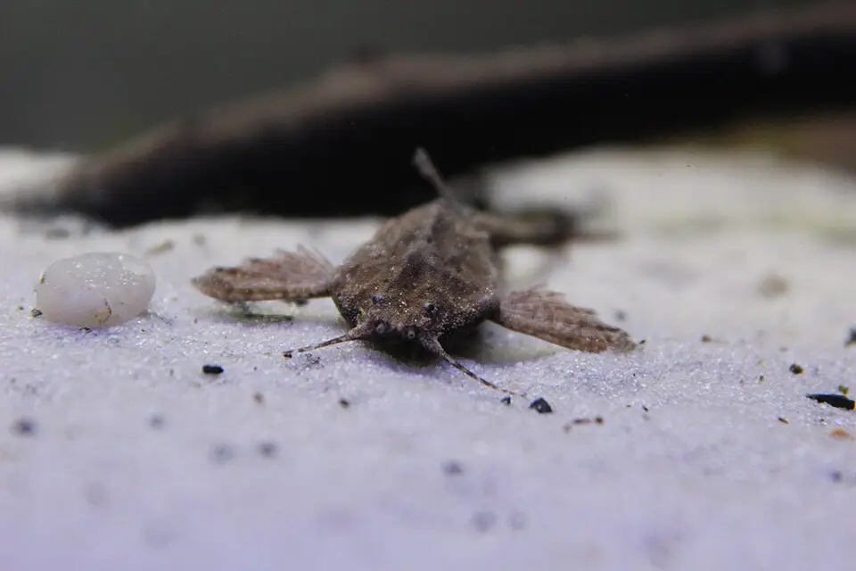 બેન્જો કેટફિશ (Bunocephalus coracoideus)