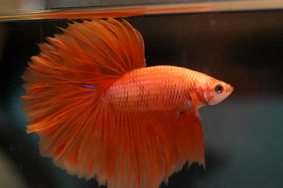 બેટા (Betta splendens)