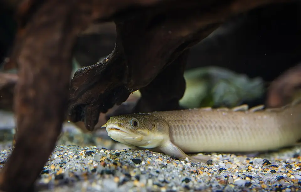 બિચિર (Polypterus senegalus)