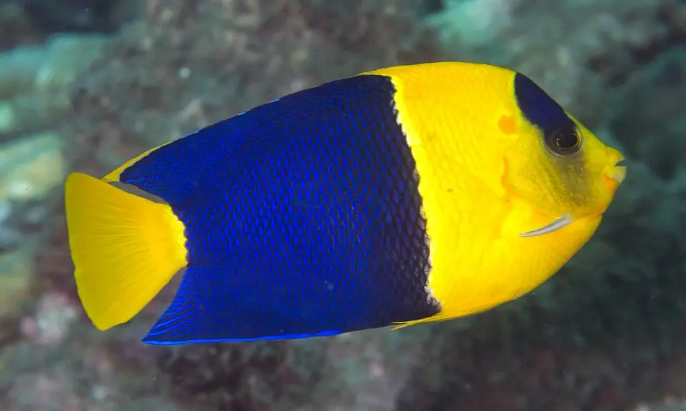 બાયકલર એન્જલફિશ (Centropyge bicolor)