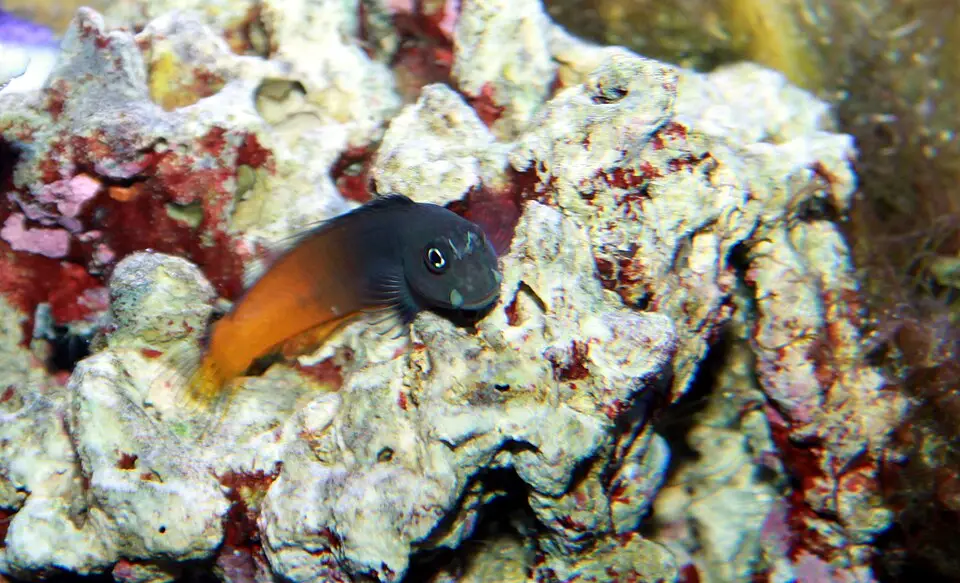 બાયકલર બ્લેની (Ecsenius bicolor)