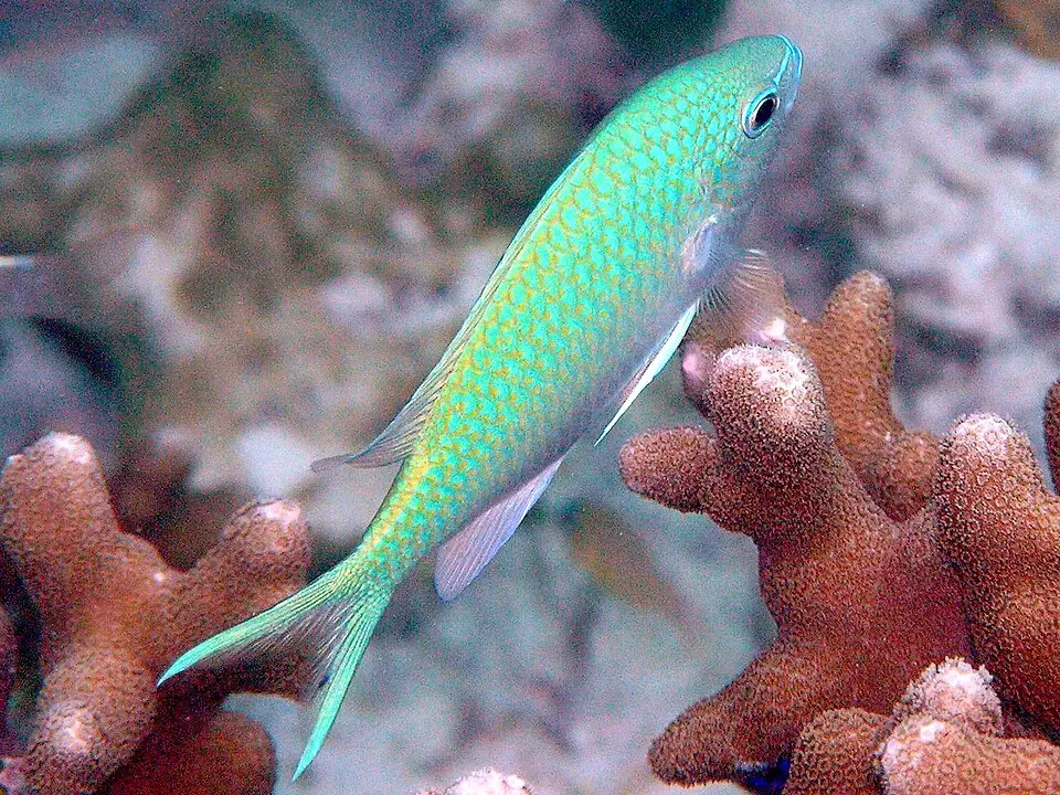 બ્લેક એક્સિલ ક્રોમિસ (Chromis atripectoralis)