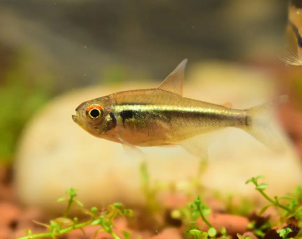 બ્લેક નિયોન ટેટ્રા (Hyphessobrycon herbertaxelrodi)