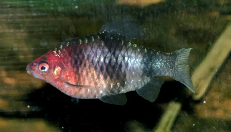બ્લેક રૂબી બાર્બ (Pethia nigrofasciata)