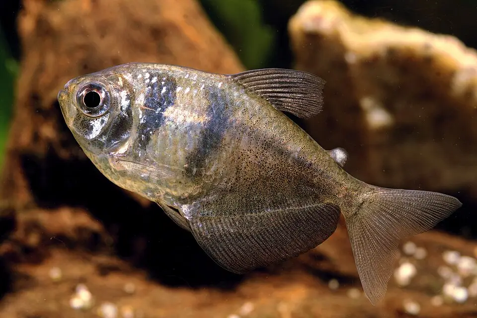બ્લેક સ્કર્ટ ટેટ્રા (Gymnocorymbus ternetzi)