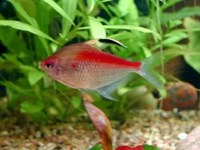 બ્લીડિંગ હાર્ટ ટેટ્રા (Hyphessobrycon erythrostigma)