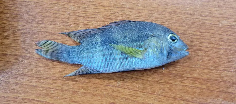 બ્લુ અકારા (Andinoacara coeruleopunctatus)