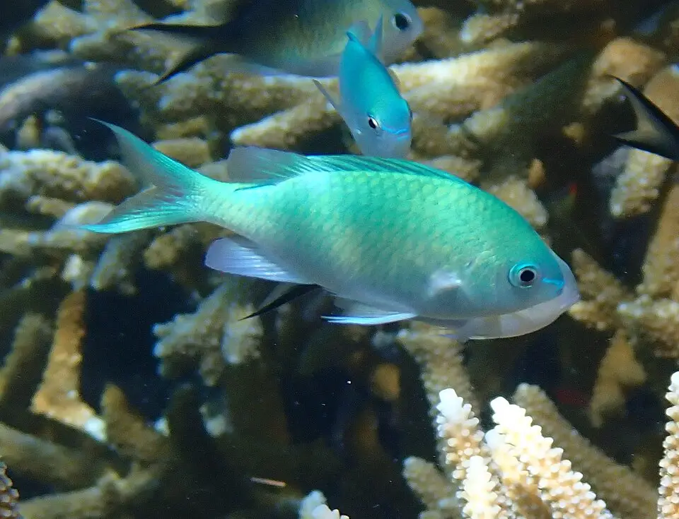 બ્લુ ગ્રીન ક્રોમિસ (Chromis viridis)