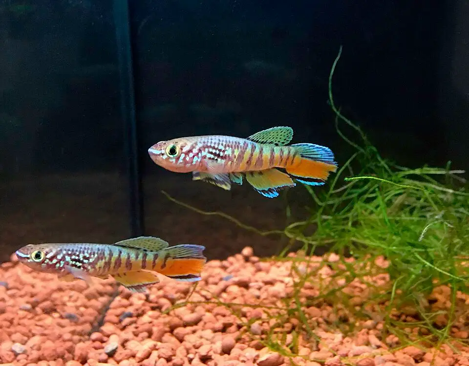 બ્લૂ ગુલારિસ કિલિફિશ (Fundulopanchax sjoestedti)