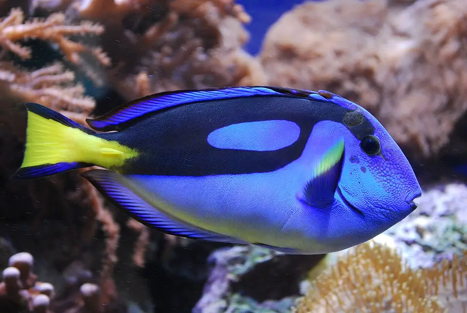 બ્લૂ ટેંગ (Paracanthurus hepatus)