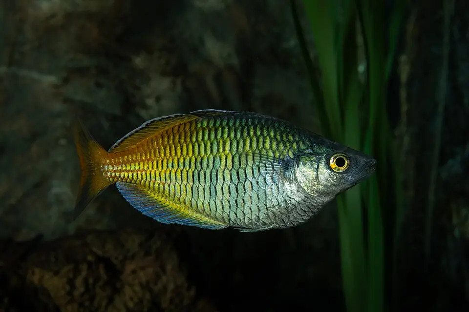 બોઝમેની રેઈન્બોફિશ (Melanotaenia boesemani)