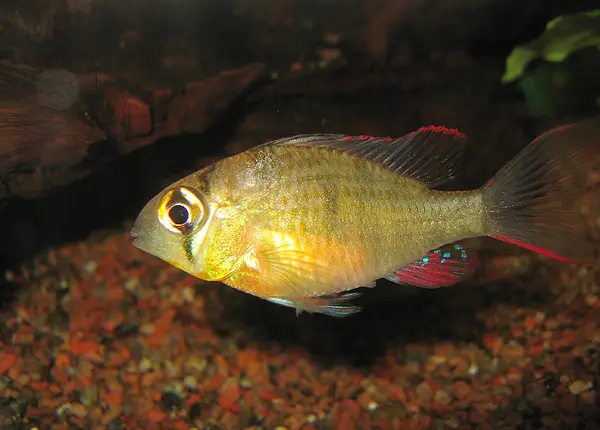 બોલિવિયન રેમ (Mikrogeophagus altispinosus)