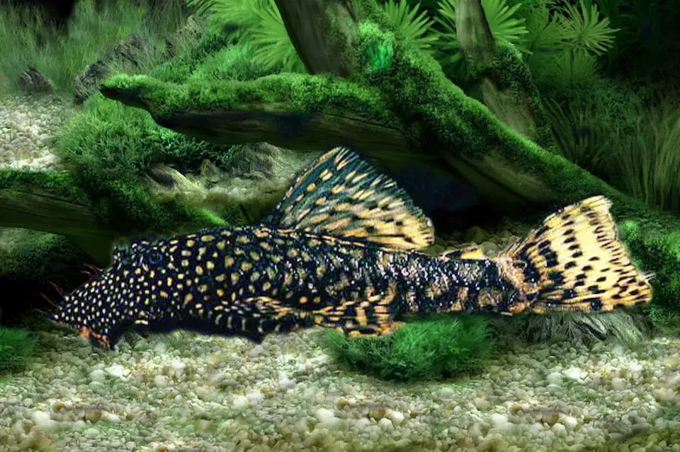 ಬ್ರಿಸ್ಟಲ್ನೋಸ್ ಪ್ಲೆಕೋ (Ancistrus cirrhosus)
