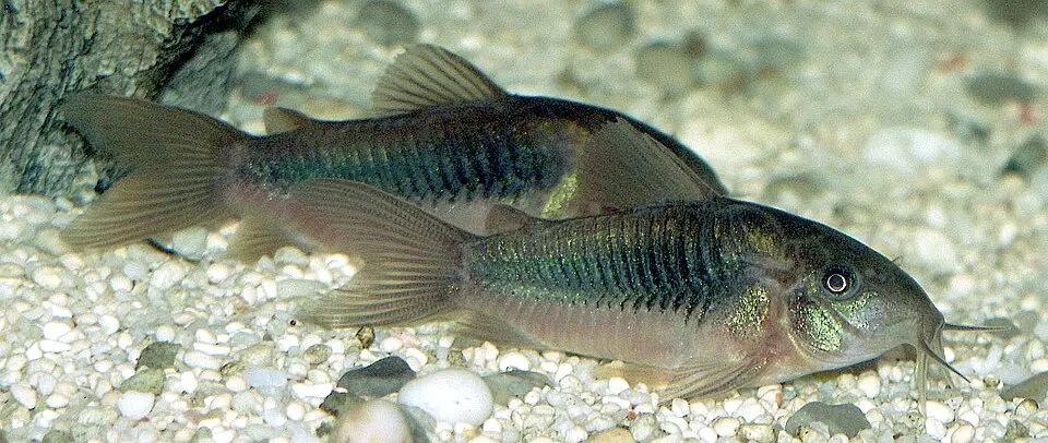 બ્રોન્ઝ કોરીડોરસ (Corydoras aeneus)