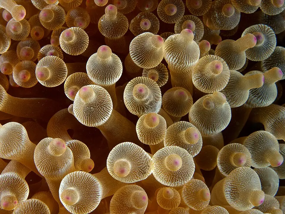 બબલ ટિપ એનિમોન (Entacmaea quadricolor)