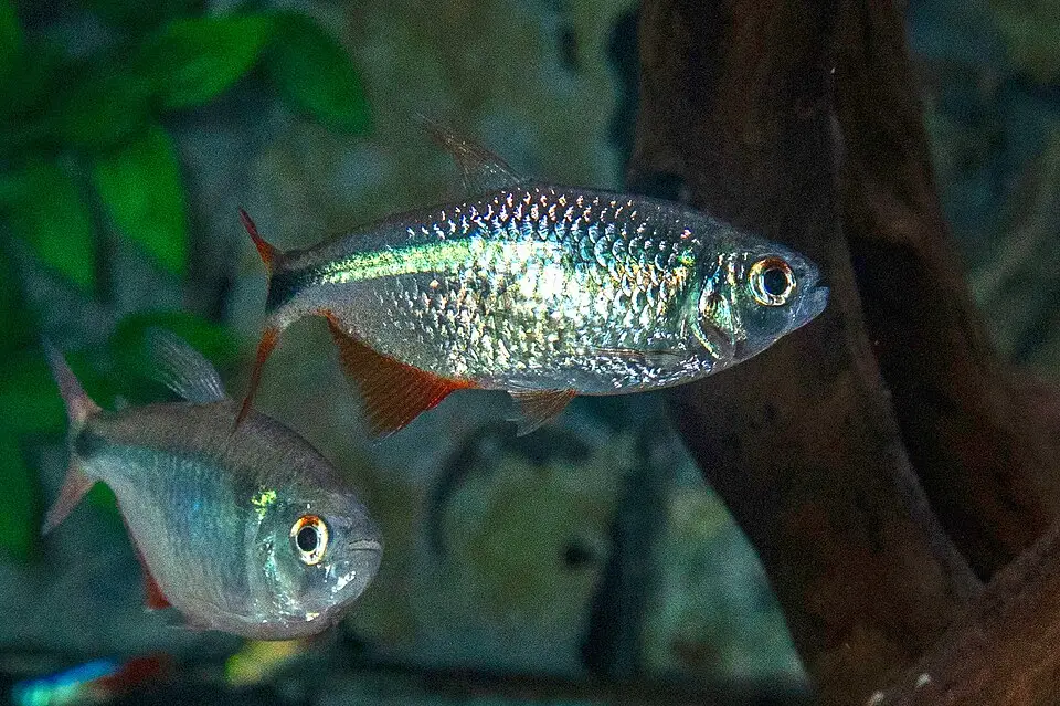 ବୁଏନୋସ ଆଇରେସ୍ ଟେଟ୍ରା (Hyphessobrycon anisitsi)