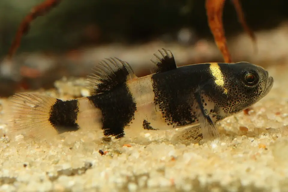 બમ્બલબી ગોબી (Brachygobius doriae)