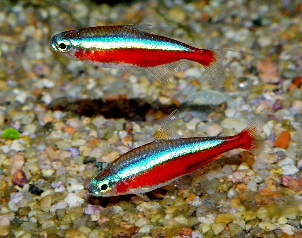 Kardinaltetra (Paracheirodon axelrodi)