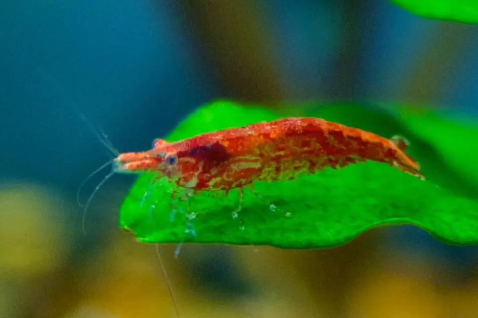 ਚੈਰੀ ਸ਼੍ਰਿੰਪ (Neocaridina davidi)