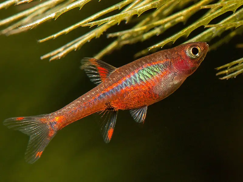 Chilirasbora (Boraras brigittae)