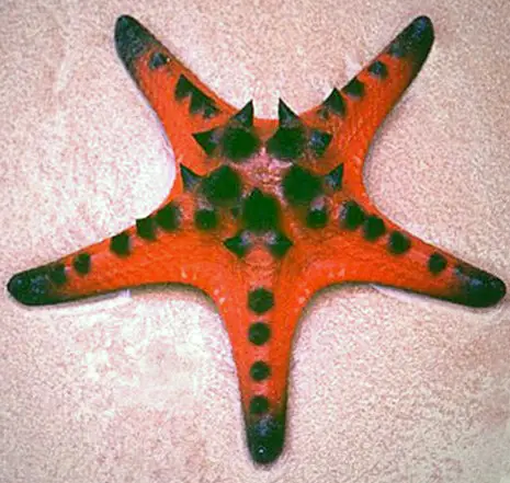 Chocolate chip starfish (Protoreaster nodosus)