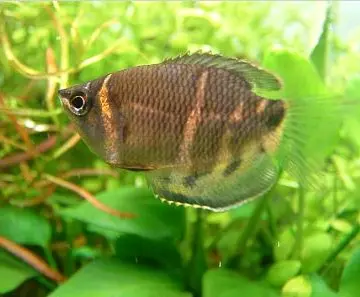 चॉकलेट गुरामी (Sphaerichthys osphromenoides)