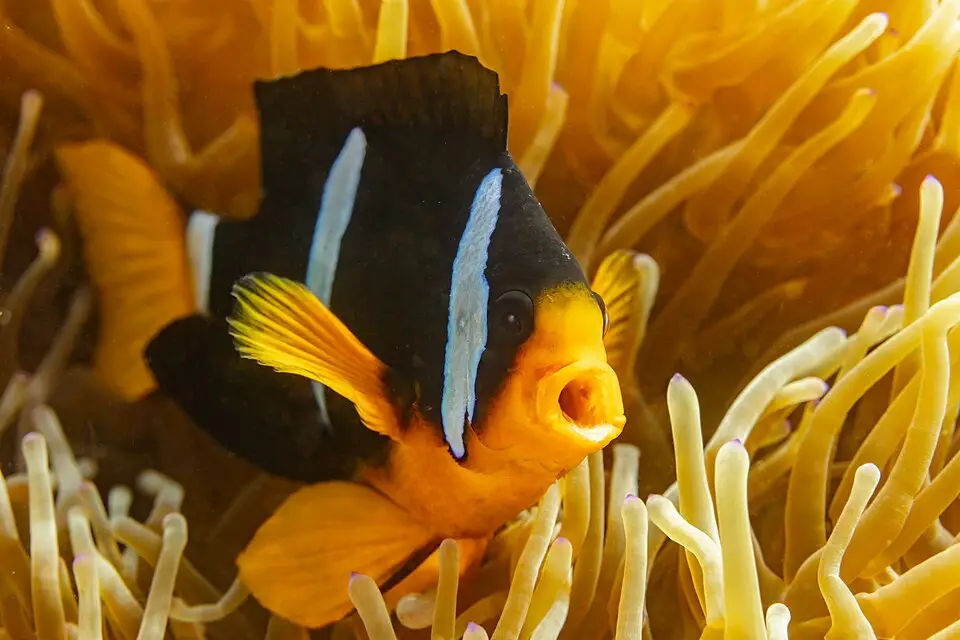 क्लार्की क्लाउनफिश (Amphiprion clarkii)