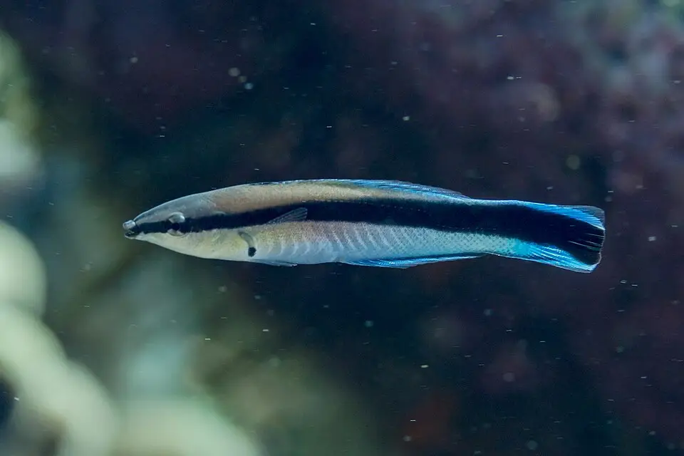 ક્લીનર રેસ (Labroides dimidiatus)