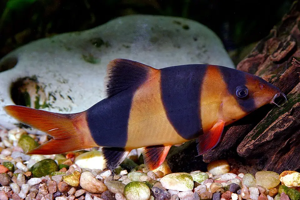 Praktbotia (Chromobotia macracanthus)