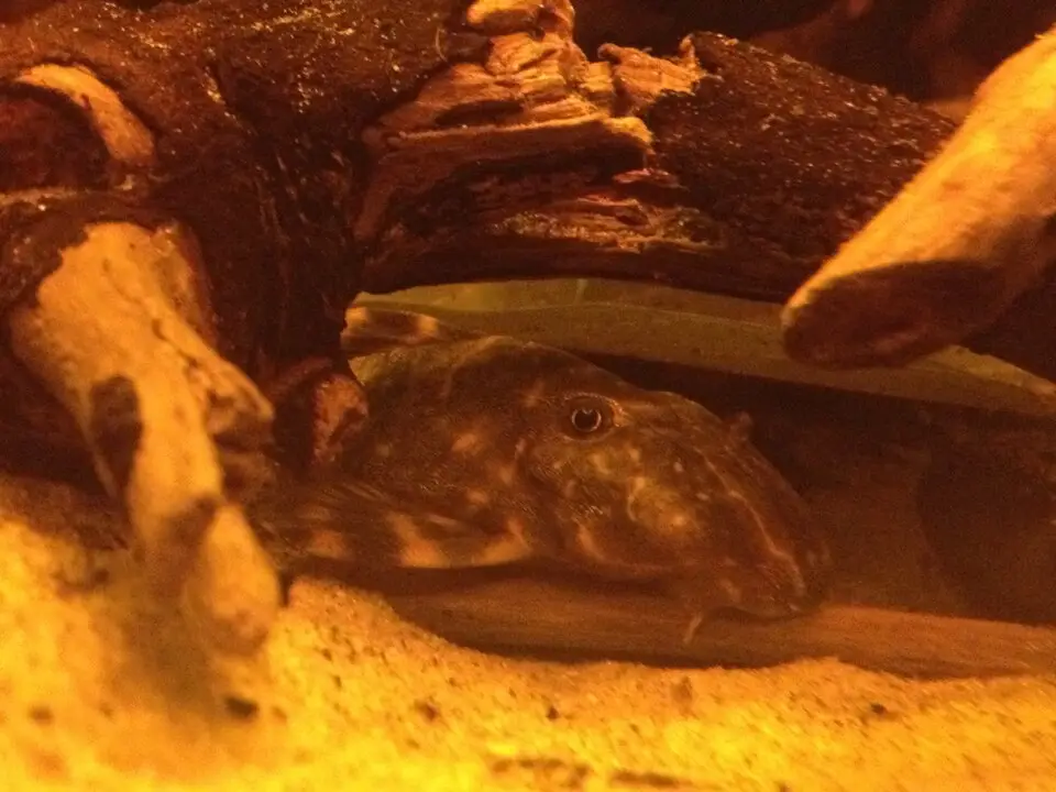 Klovnepleco (Panaqolus maccus)