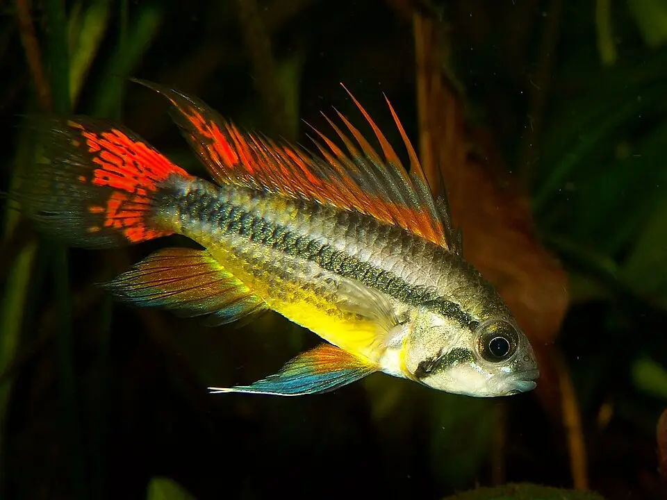 કૉકાટૂ એપિસ્ટોગ્રામા (Apistogramma cacatuoides)