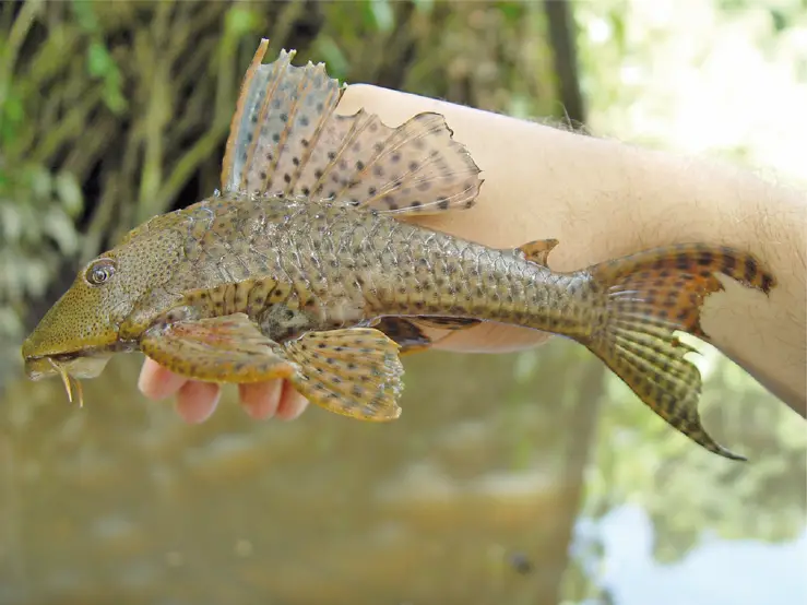 ಕಾಮನ್ ಪ್ಲೆಕೋ (Hypostomus plecostomus)