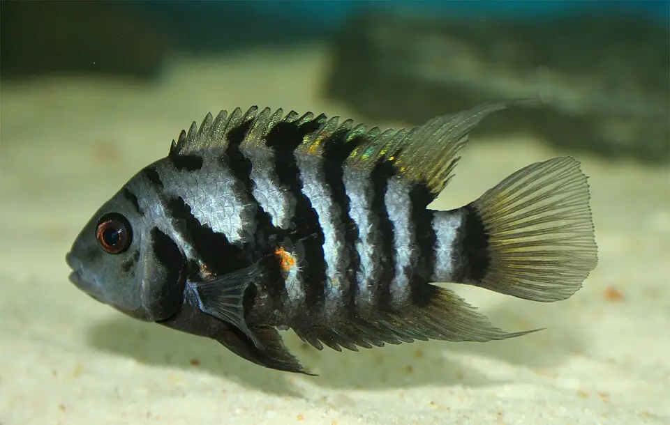 કોનવિક્ટ સિકલિડ (Amatitlania nigrofasciata)