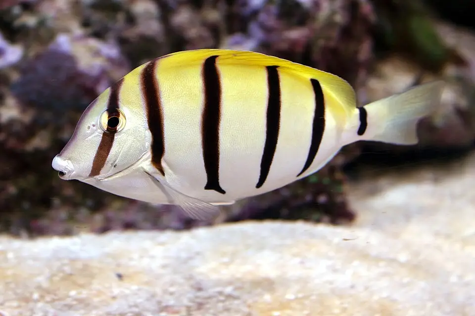 કોનવિક્ટ ટેંગ (Acanthurus triostegus)