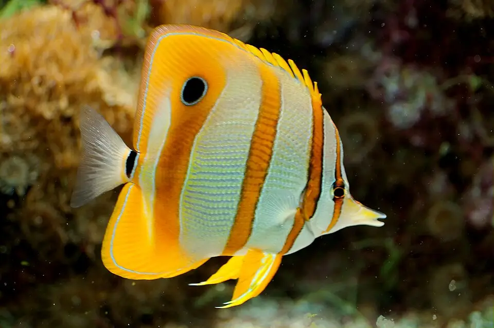 કોપરબેન્ડ બટરફ્લાયફિશ (Chelmon rostratus)