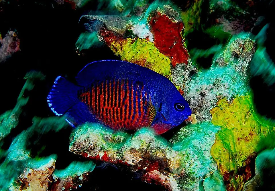 कोरल ब्यूटी एंजेलफिश (Centropyge bispinosa)