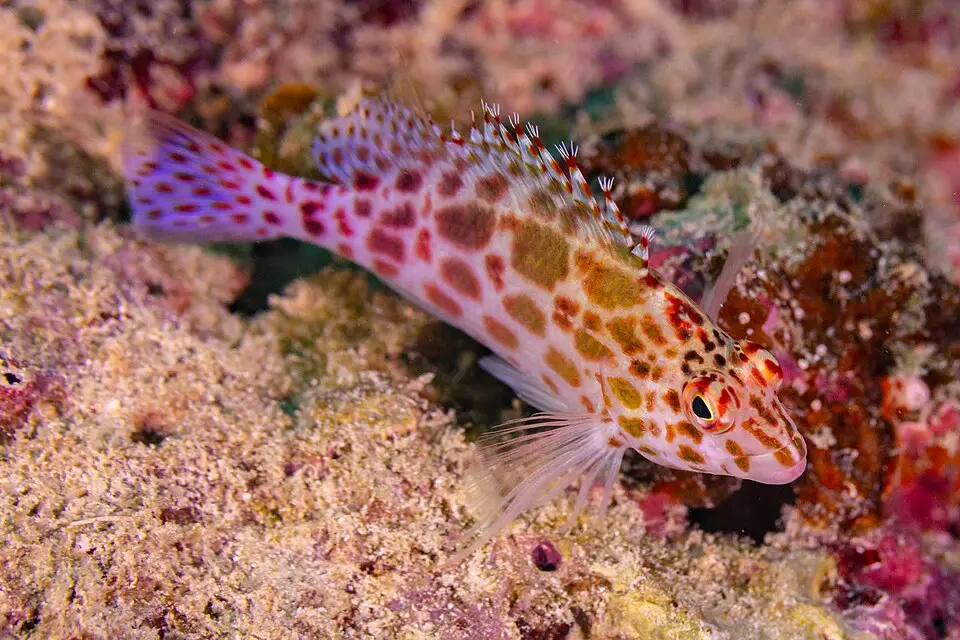 કોરલ હોકફિશ (Cirrhitichthys oxycephalus)