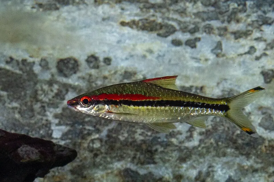 ડેનિસન બાર્બ (Sahyadria denisonii)