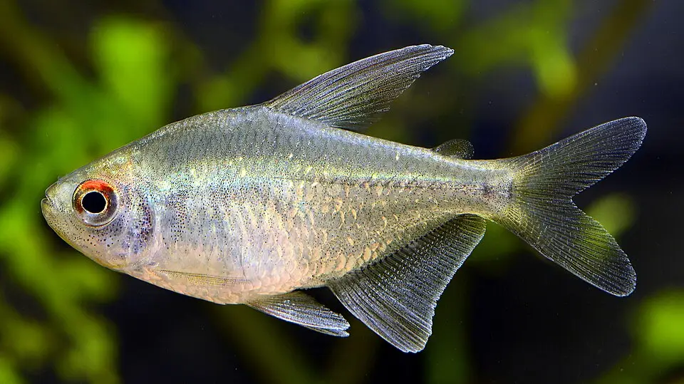 ଡାଇମଣ୍ଡ ଟେଟ୍ରା (Moenkhausia pittieri)