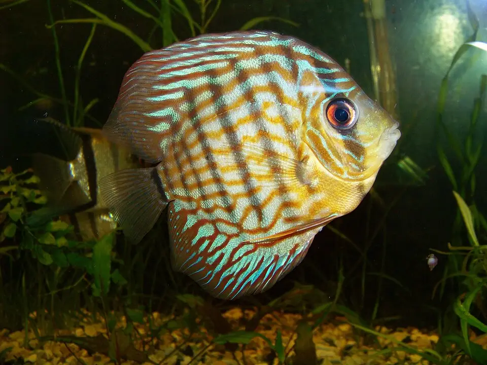 ડિસ્કસ (Symphysodon aequifasciatus)