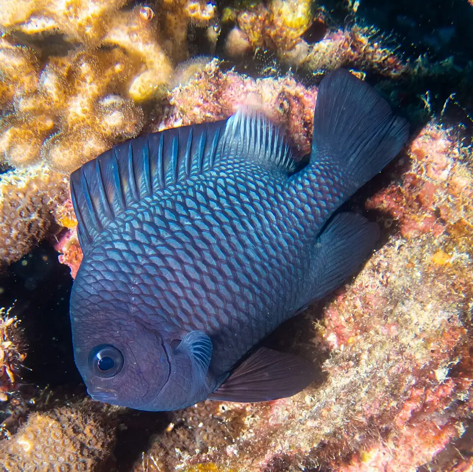 ડોમિનો ડેમસેલ (Dascyllus trimaculatus)