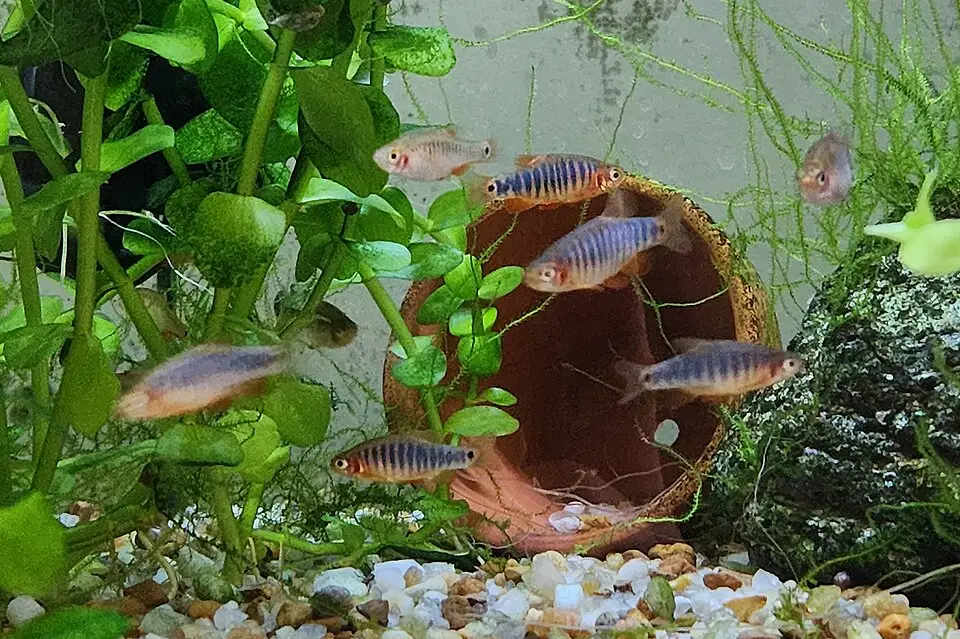 Dvergsmaragdrasbora (Celestichthys erythromicron)