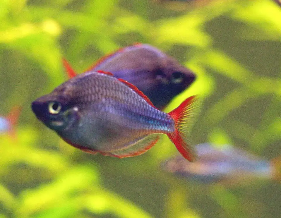 ડ્વાર્ફ નિયોન રેઈન્બોફિશ (Melanotaenia praecox)