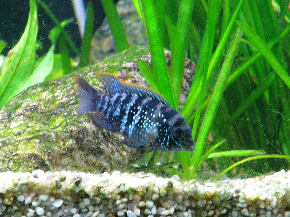 ઇલેક્ટ્રિક બ્લુ અકારા (Andinoacara pulcher)