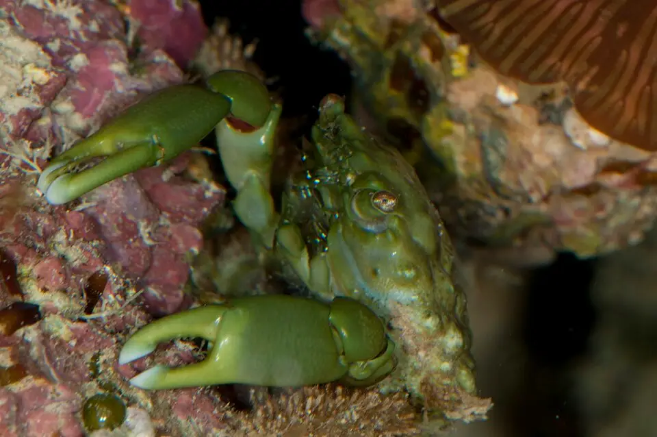 एमराल्ड क्रॅब (Mithraculus sculptus)
