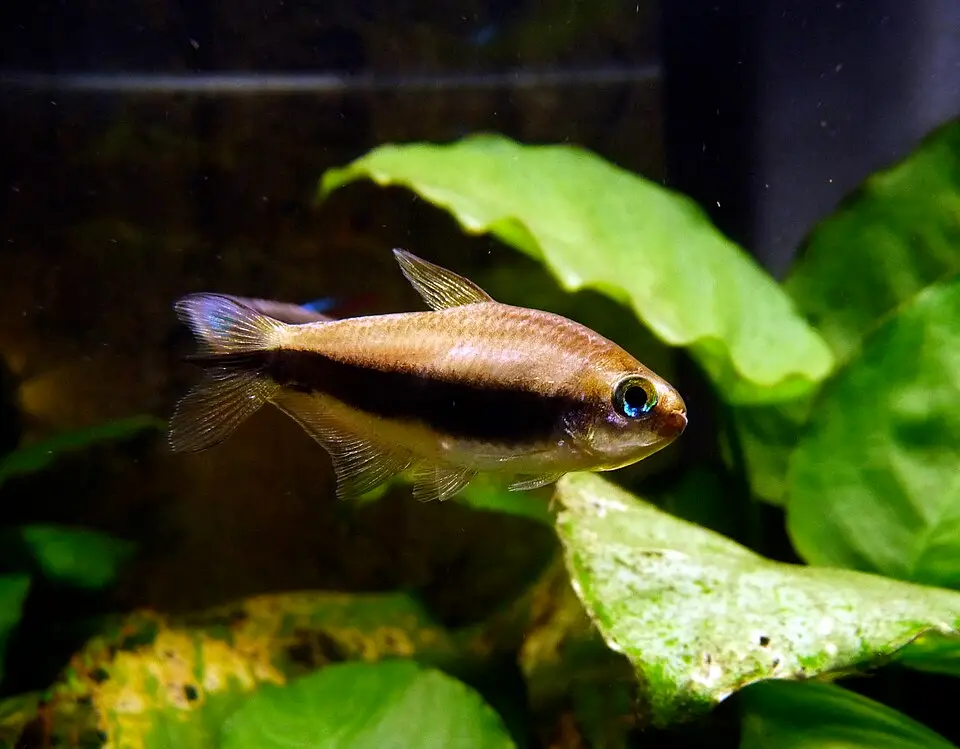 ଏମ୍ପେରର୍ ଟେଟ୍ରା (Nematobrycon palmeri)